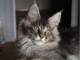 À réserver : 1 chaton Maine Coon mâle LOOF