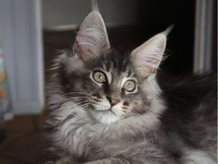 À réserver : 1 chaton Maine Coon mâle LOOF