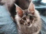 À réserver : 1 chaton Maine Coon mâle LOOF