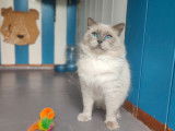 À vendre, un chat Ragdoll LOOF