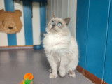 À vendre, un chat Ragdoll LOOF