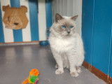 À vendre, un chat Ragdoll LOOF