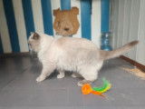 À vendre, un chat Ragdoll LOOF