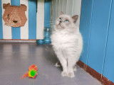 À vendre, un chat Ragdoll LOOF