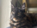 À vendre : un chaton femelle Maine Coon LOOF