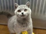 Un chaton mâle British Shorthair LOOF à vendre