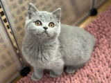 Un chaton mâle British Shorthair LOOF à vendre