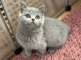 À vendre, un chaton femelle British Shorthair LOOF