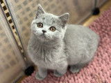 À vendre, un chaton femelle British Shorthair LOOF