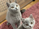 À vendre, un chaton femelle British Shorthair LOOF