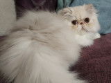 Disponible chaton Persan LOOF