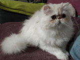 Disponible chaton Persan LOOF