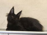 À vendre : un chaton femelle Maine Coon LOOF