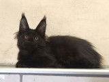 À vendre : un chaton femelle Maine Coon LOOF