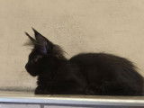 À vendre : un chaton femelle Maine Coon LOOF
