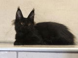 À vendre : un chaton femelle Maine Coon LOOF