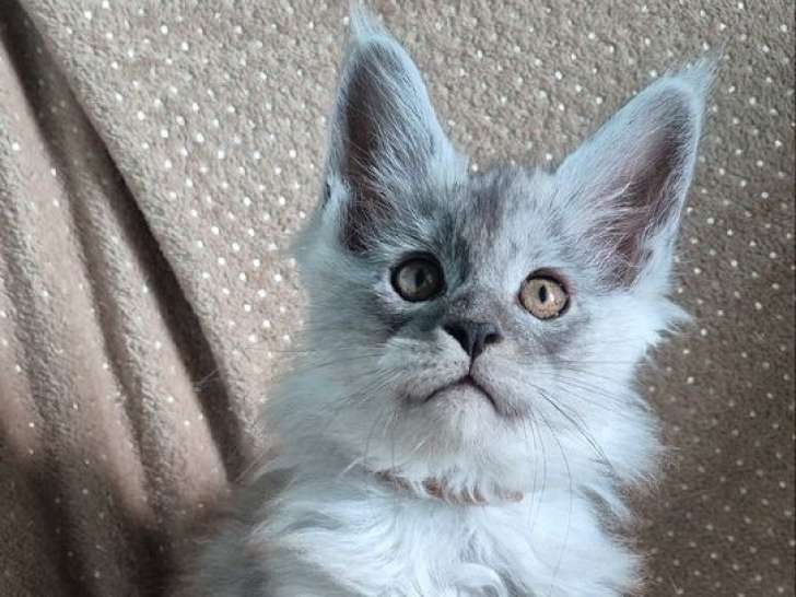 5 chatons mâles Maine Coons LOOF à réserver