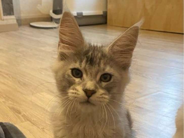 À vendre, un chaton mâle Maine Coon LOOF