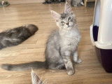 À vendre, un chaton mâle Maine Coon LOOF
