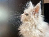 À vendre : un chaton femelle Maine Coon LOOF