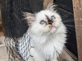À vendre : 6 chatons femelles Sacrés de Birmanie LOOF