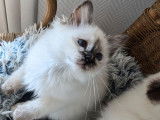 À vendre : 6 chatons femelles Sacrés de Birmanie LOOF