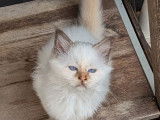 À vendre : 6 chatons femelles Sacrés de Birmanie LOOF