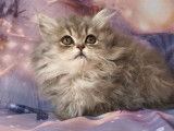 3 chatons British Shorthair LOOF à vendre
