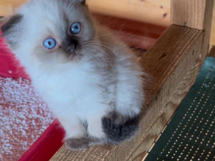 À réserver, 2 chatons Scottish Fold LOOF