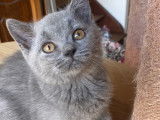 Chatons bleues