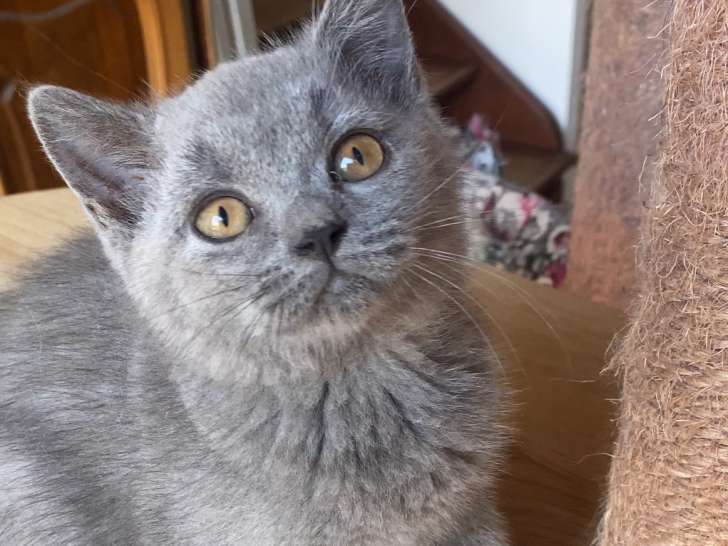 Chatons bleues