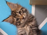 Un chaton mâle Maine Coon LOOF à réserver