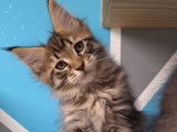 Un chaton mâle Maine Coon LOOF à réserver