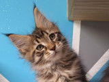 Un chaton mâle Maine Coon LOOF à réserver