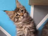 Un chaton mâle Maine Coon LOOF à réserver
