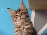 Un chaton mâle Maine Coon LOOF à réserver
