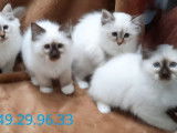 À vendre, 4 chatons Sacrés de Birmanie LOOF