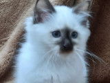 À vendre, 4 chatons Sacrés de Birmanie LOOF