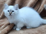 À vendre, 4 chatons Sacrés de Birmanie LOOF