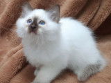 À vendre, 4 chatons Sacrés de Birmanie LOOF