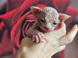2 chatons Sphynx LOOF à réserver