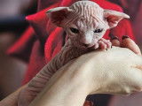 2 chatons Sphynx LOOF à réserver