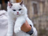 Un chaton mâle Ragdoll LOOF disponible à la vente