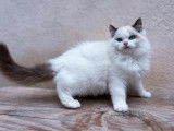 Un chaton mâle Ragdoll LOOF disponible à la vente