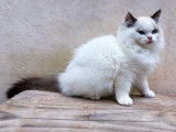 Un chaton mâle Ragdoll LOOF disponible à la vente