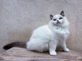 Un chaton mâle Ragdoll LOOF disponible à la vente