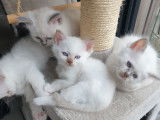 Chatons de race Sacré de Birmanie à vendre (2 femelles & 2 mâles)