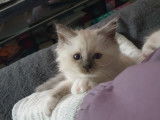 Chatons de race Sacré de Birmanie à vendre (2 femelles & 2 mâles)