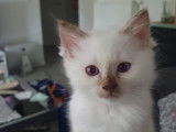 Chatons de race Sacré de Birmanie à vendre (2 femelles & 2 mâles)