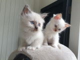 Chatons de race Sacré de Birmanie à vendre (2 femelles & 2 mâles)